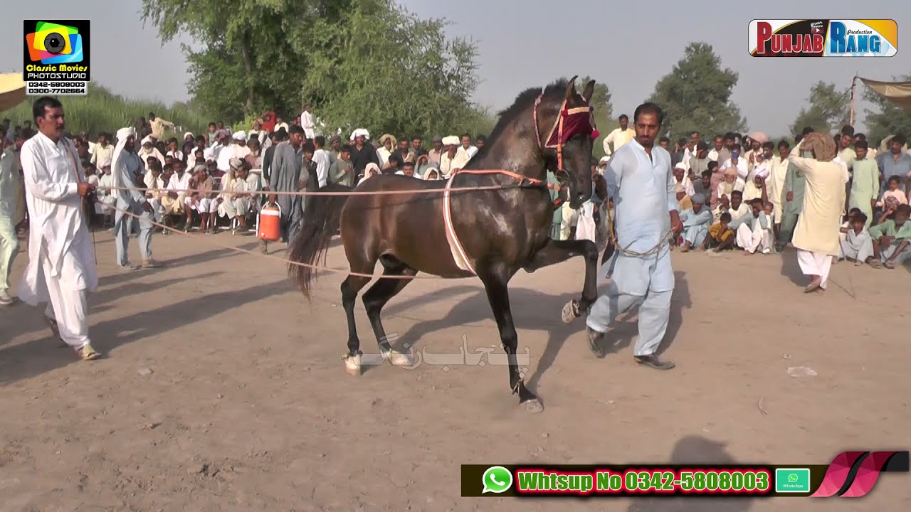 Parwaz Haji Qamar ll Hasrat Malik Ata ulrehman Mana ll Horse Dance ll Mela Pakrah Sultan jhang 2021