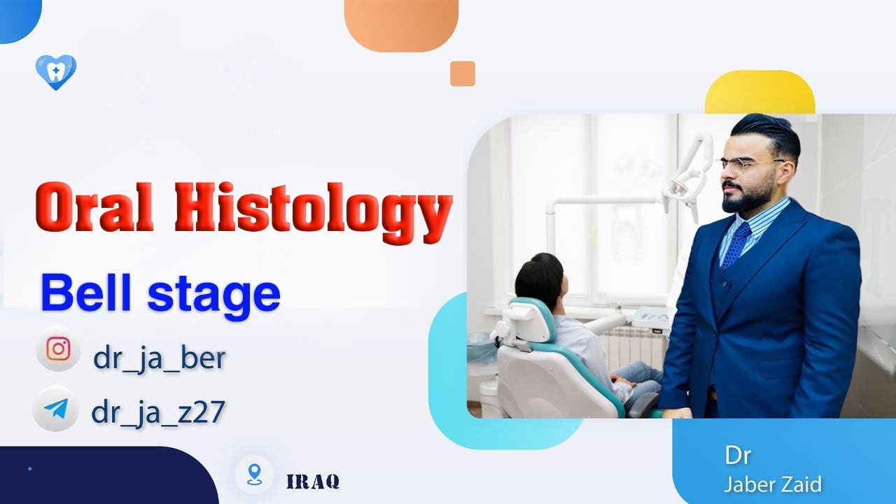 Oral Histology _ ( Bell stage )