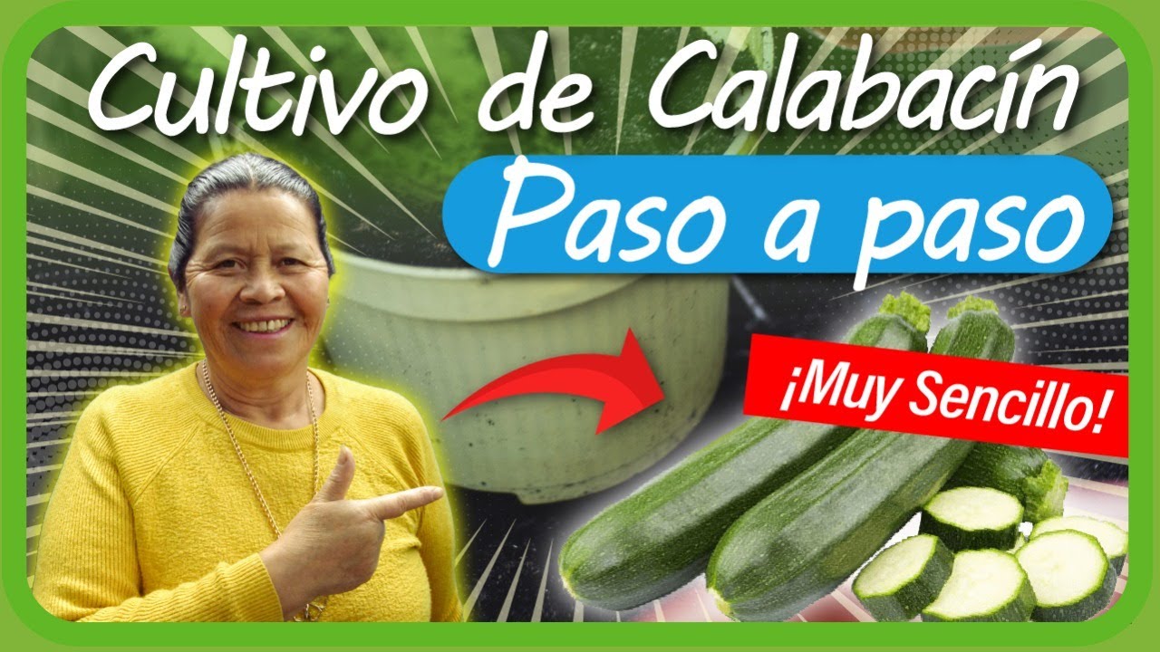 Cómo sembrar CALABACIN paso a paso en la HUERTA casera // cultivo de CALABACIN en MACETA