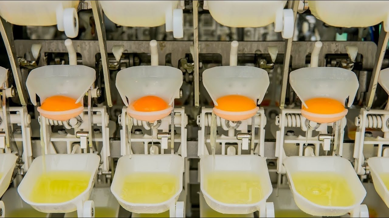 Liquid Eggs (Taj Agro) Full Process - Made exclusively from farm-fresh eggs