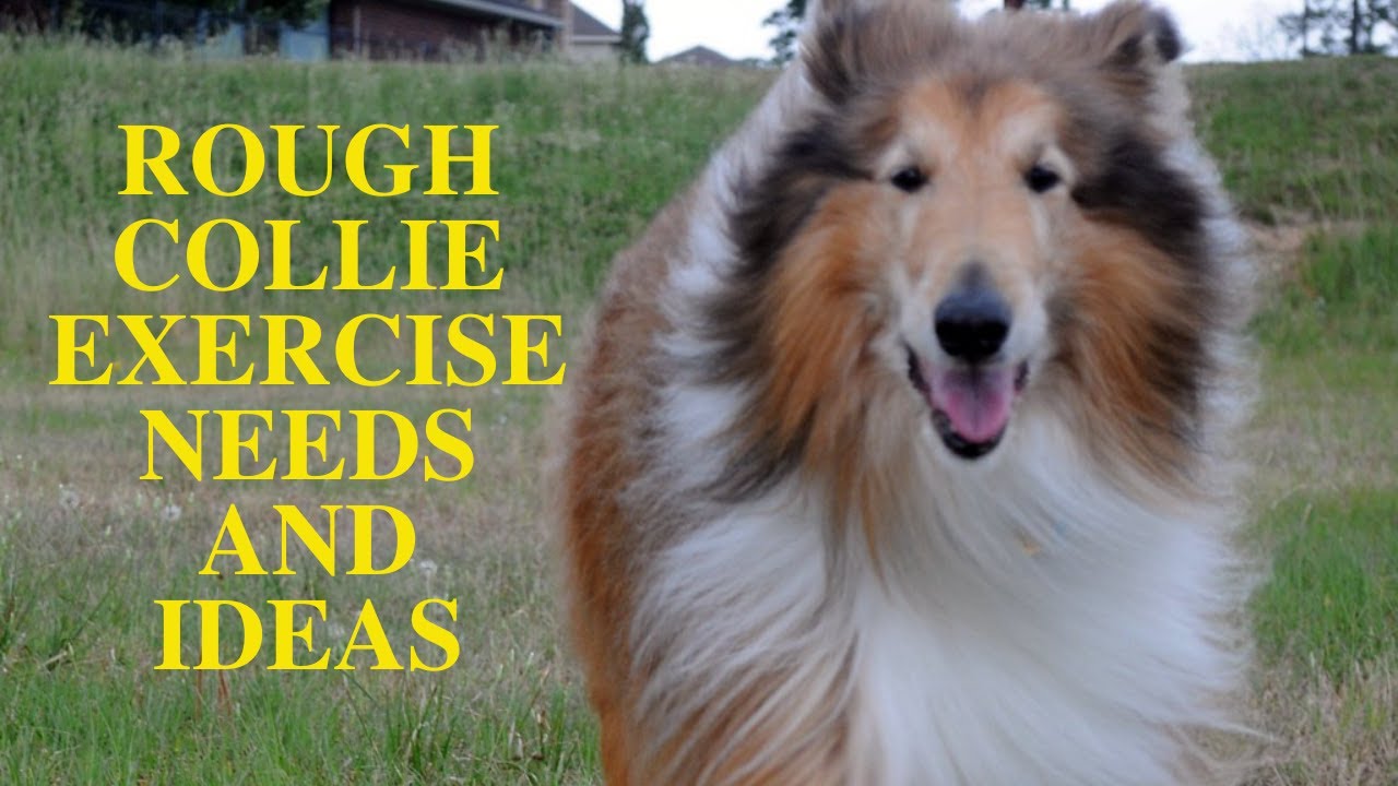 Rough Collie Exercise [Needs and Ideas]