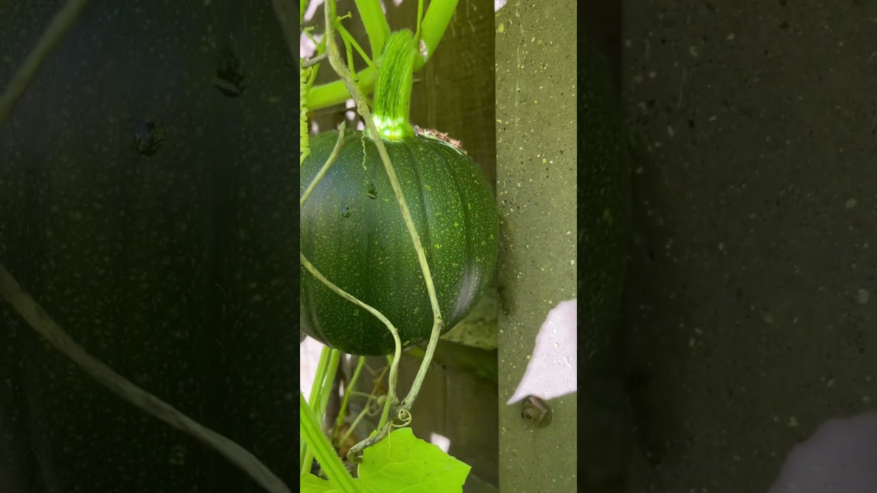 Organic pumpkin in my garden #pumpkin #organicgardener #vegetables