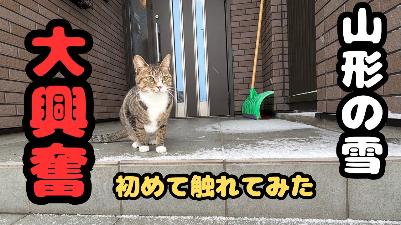 【保護猫】初めて雪に触れてみたらこうなりました。