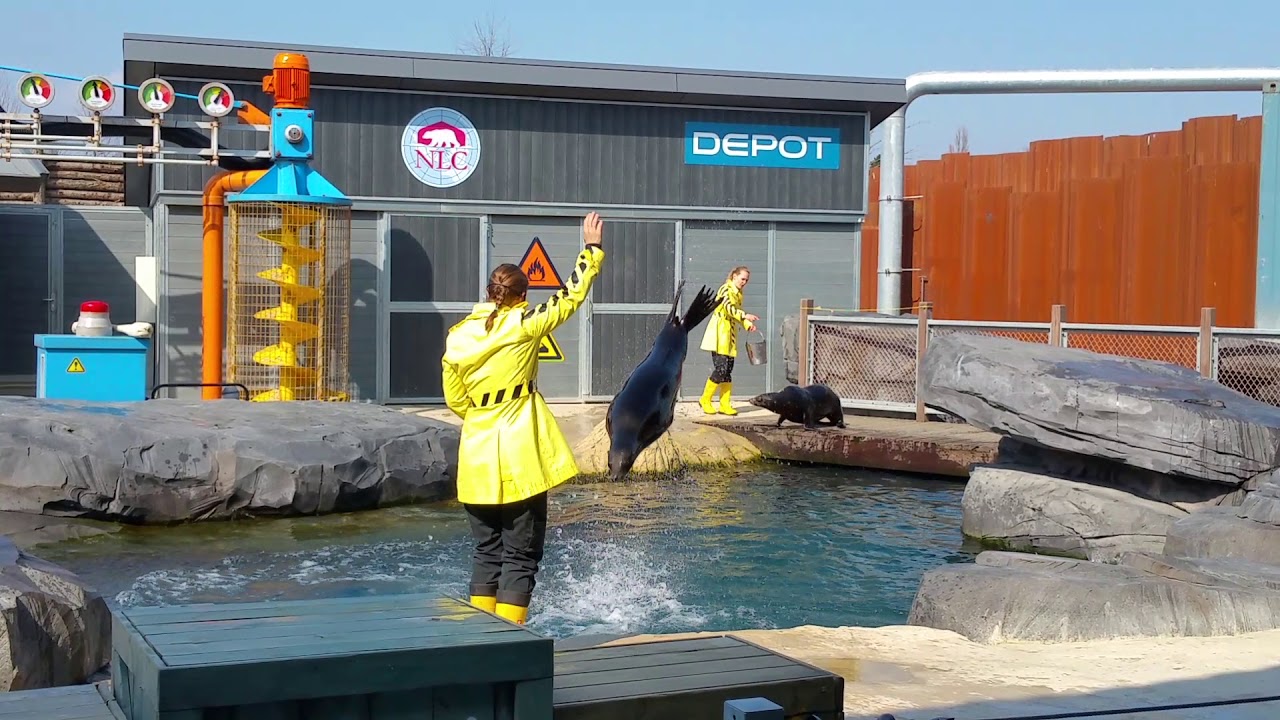 Wildlands   Zeeleeuwen Show