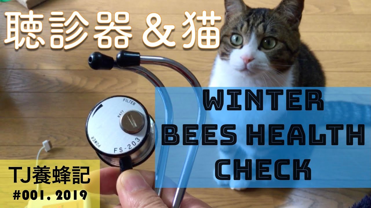ノックするべからず？越冬ミツバチの巣箱 １月　