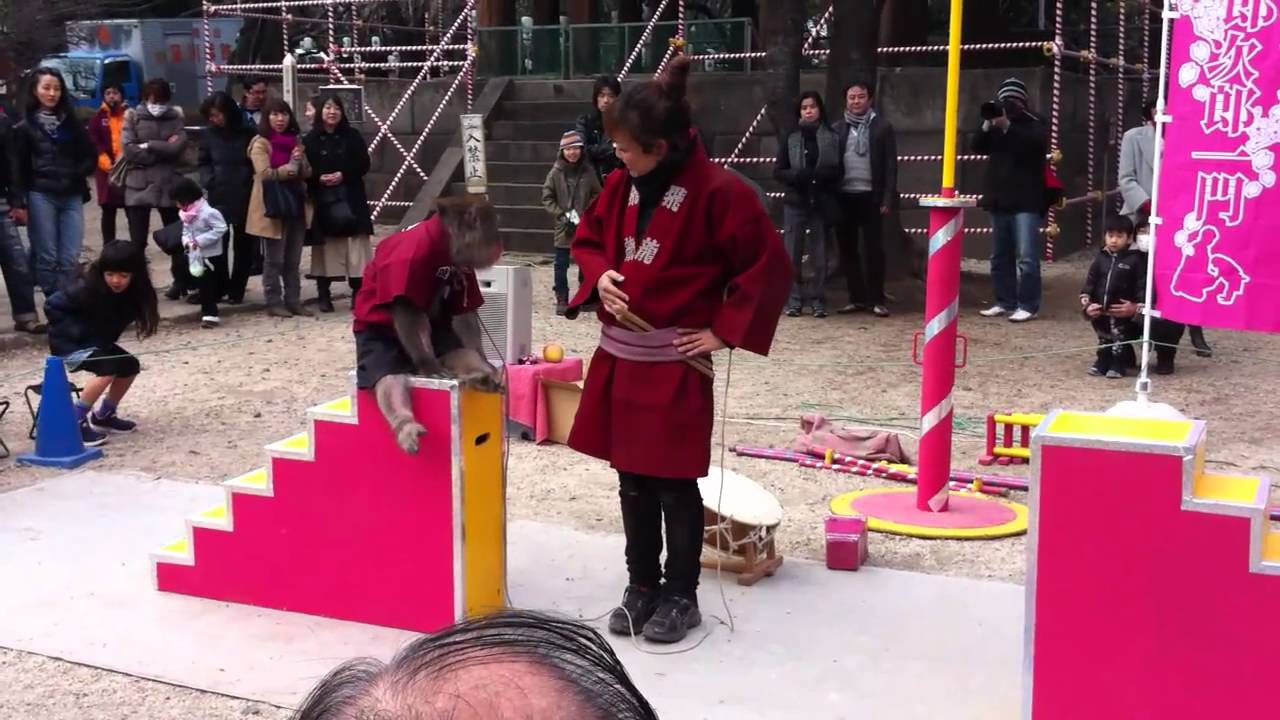 a performing monkey at Zojoji in Tokyo 1