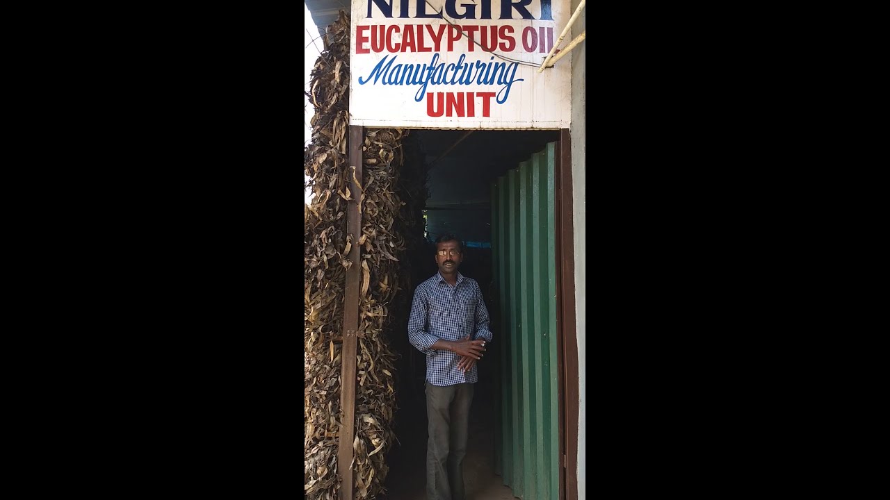 #Nilgiri Eucalyptus Oil Manufacturing Unit   All you Need to Know About it