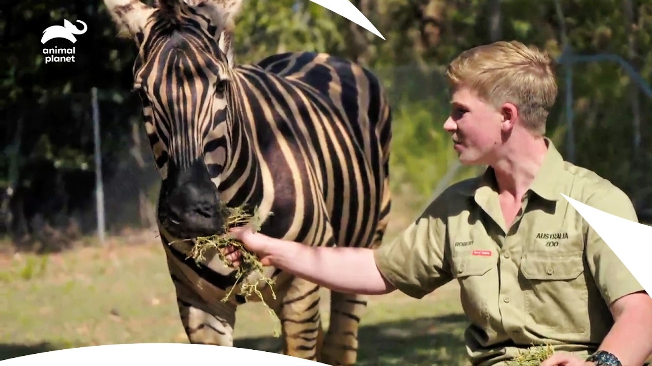 Bindi’s Otter Training and Zebra Rescue Mission | Crikey! It's The Irwins S1 E13 | Animal Planet