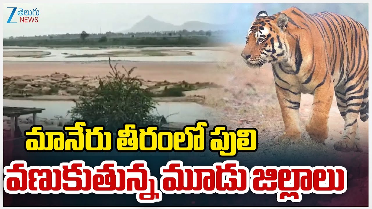Tiger Hulchul in Jayashankar Bhupalpally | మానేరు తీరంలో పులి వణుకుతున్న మూడు జిల్లాలు | ZEE Telugu