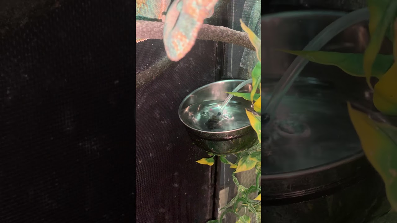 Diy chameleon water system