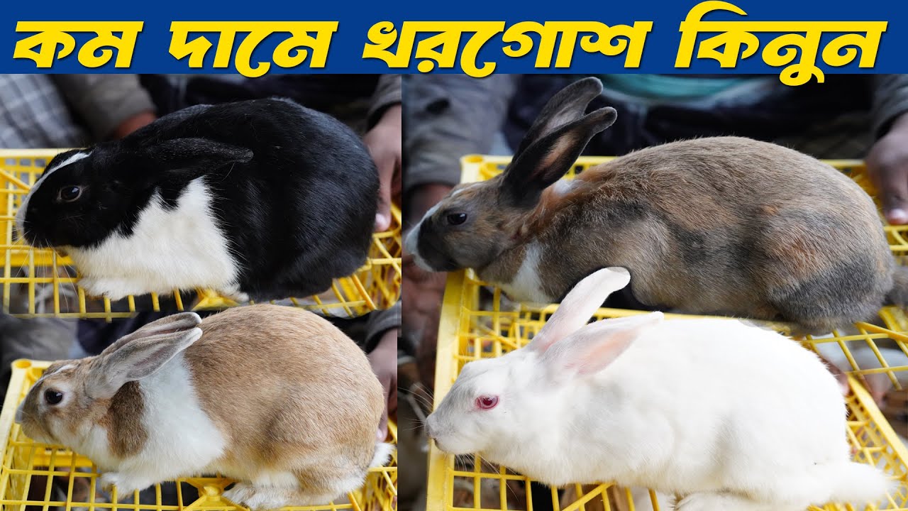 প্রচন্ড শীতে খরগোশের দাম কেমন যাচ্ছে নাটোর তেবাড়িয়া হাটে দেখুন Rabbit price in Bangladesh 2025