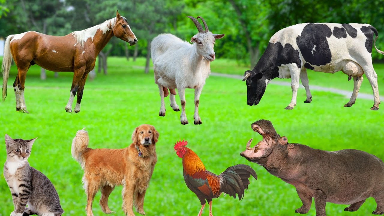 Interesting Animals - Cats, Rabbits, Hippos, Horses, Cows, Chickens, Goats - Animal Sounds
