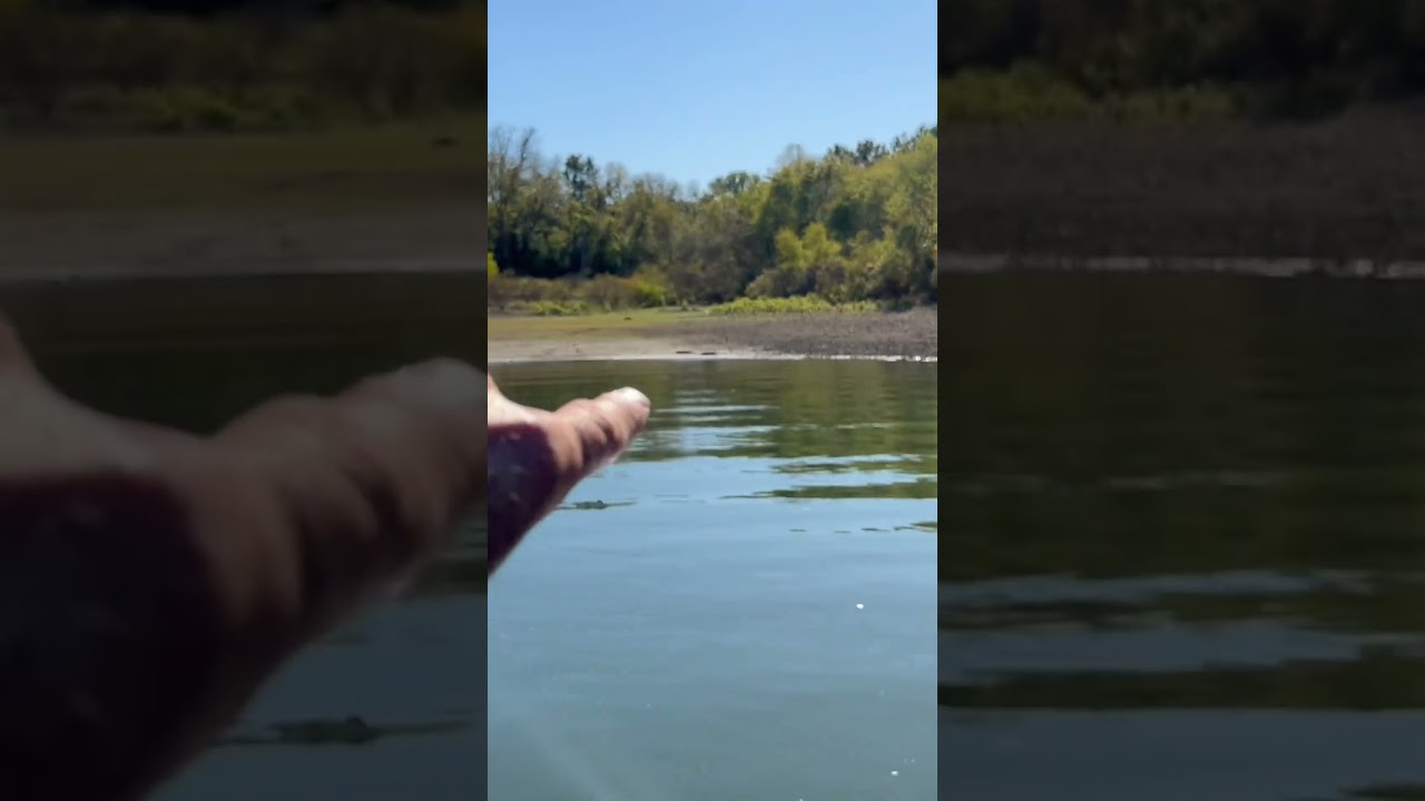 Super Shallow Bass