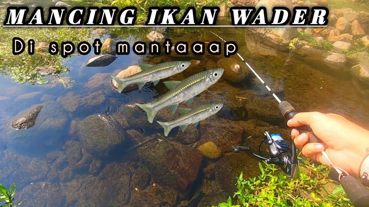 Enak banget Mancing di spot ini Banyak ikannya sampe keliatan #mancingmania #mancingwader
