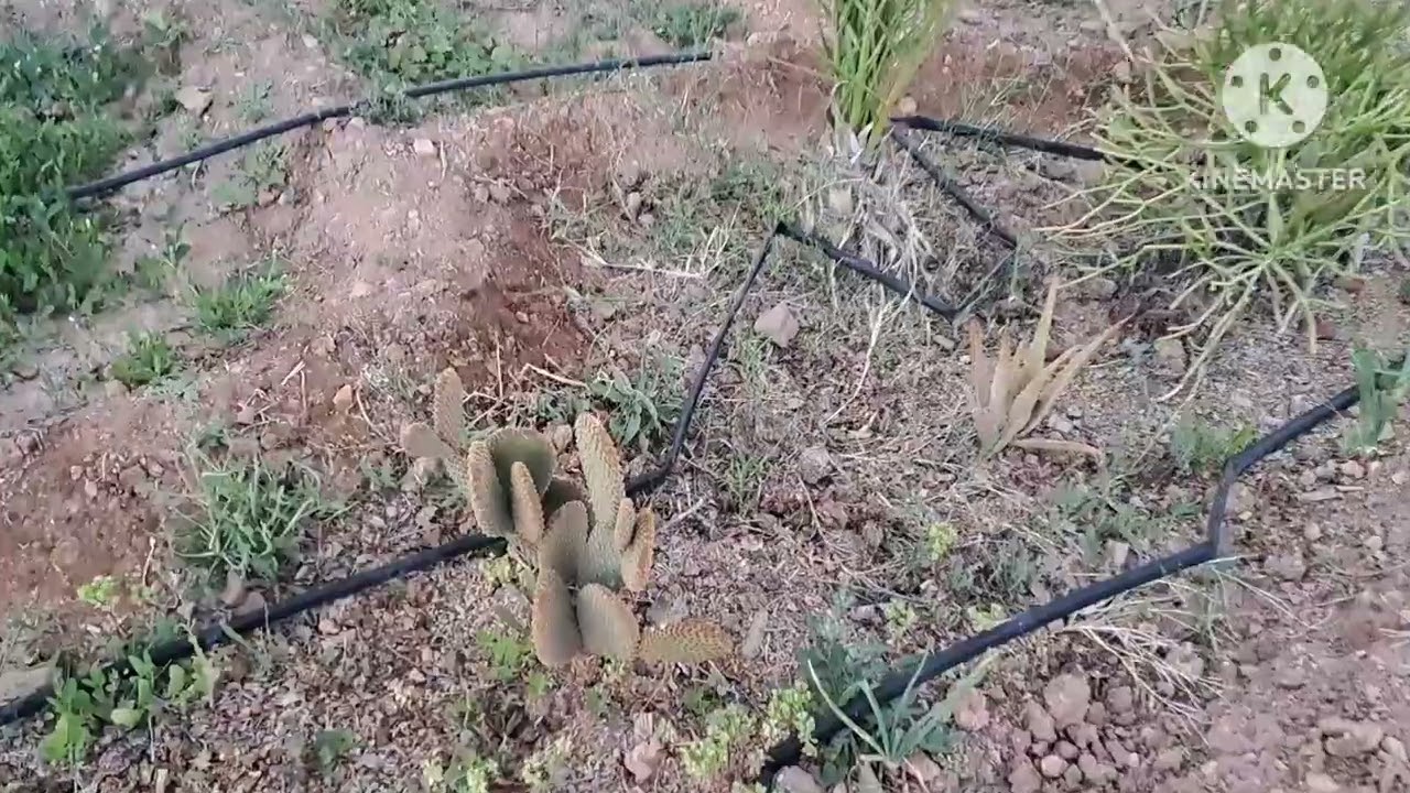 cactus 🌵 et plantes succulentes. #permaculturemaroc #permaculture