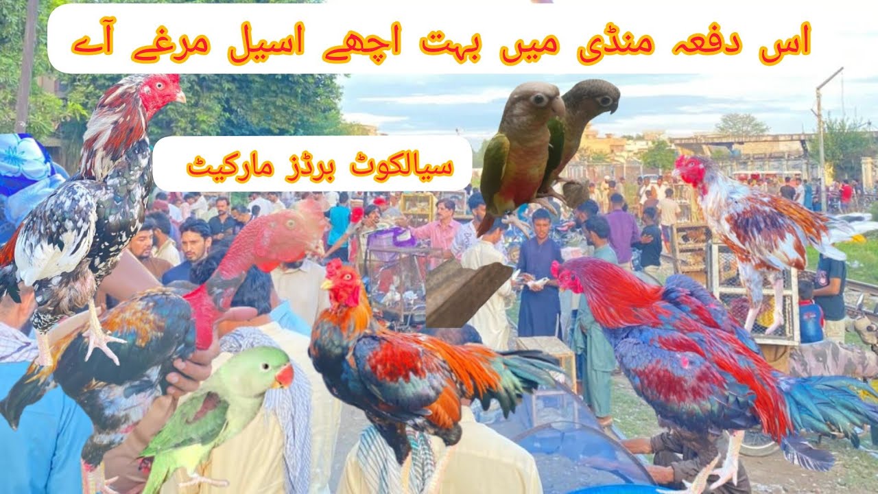 sialkot birds mandi visit and price update #aseel #aseelmurga 18 September 2023
