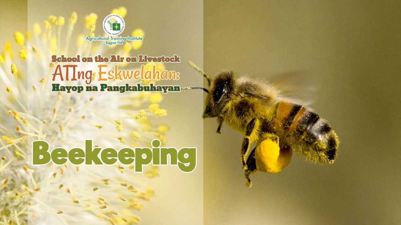 Beekeeping Part 2