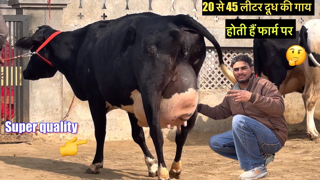 20 लीटर से 45 लीटर की गाय 🤔किस रेट में मिलेगी 🤷‍♀️#rajusirsa 