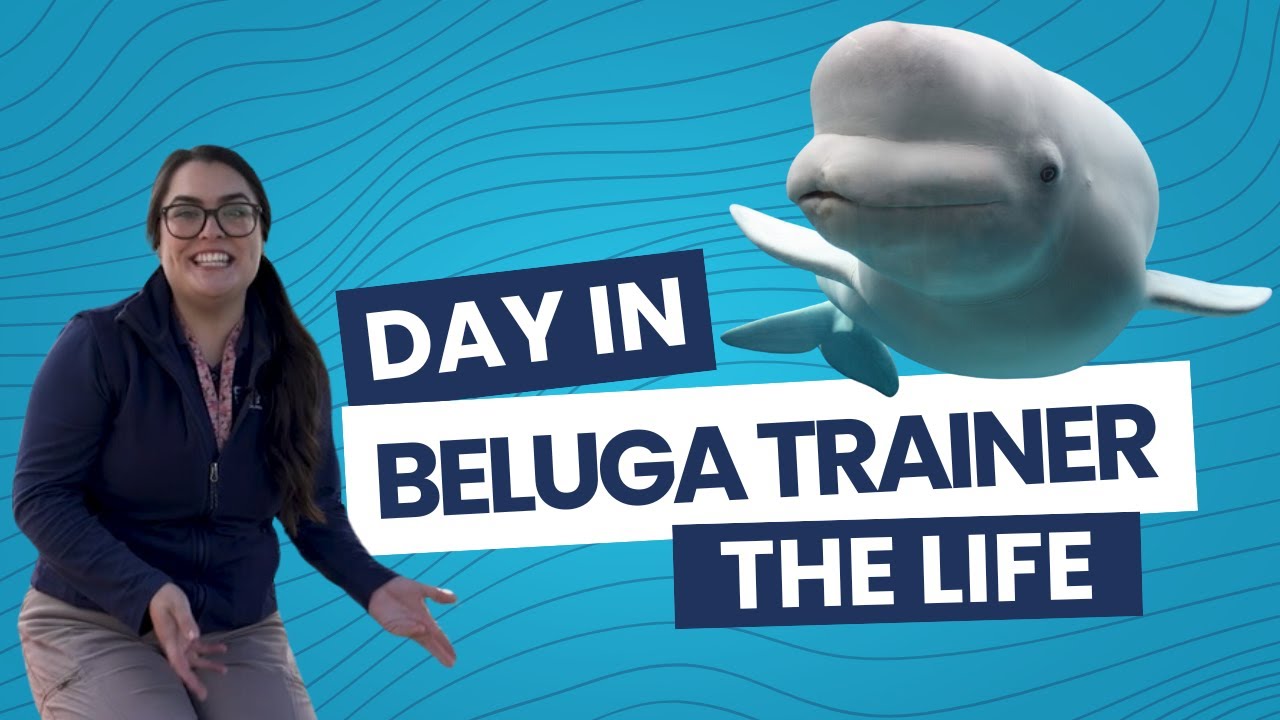 Day in the life of a Beluga Trainer