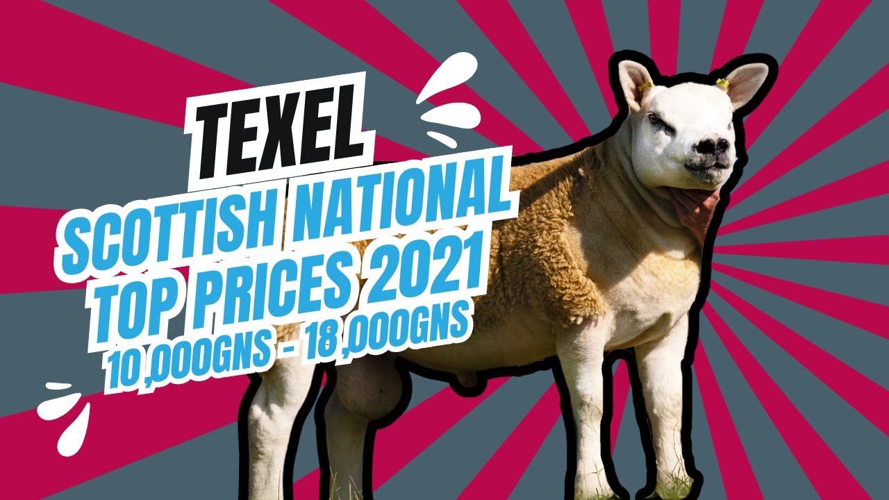 Scottish National Texel Sale 2021 Top Sellers from 10,000gns to 18,000gns