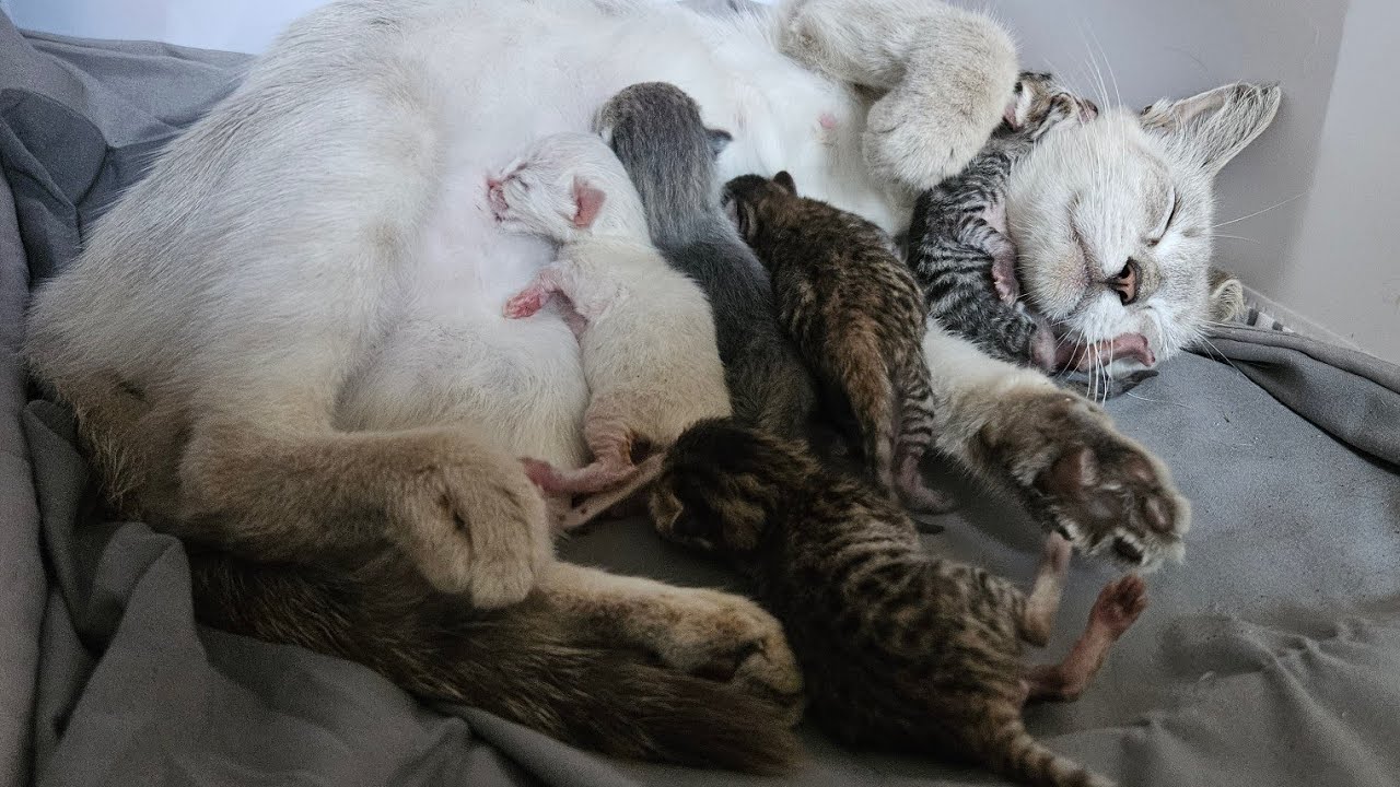 Helping A Pregnant Stray Adjust To The Indoors To Give Birth