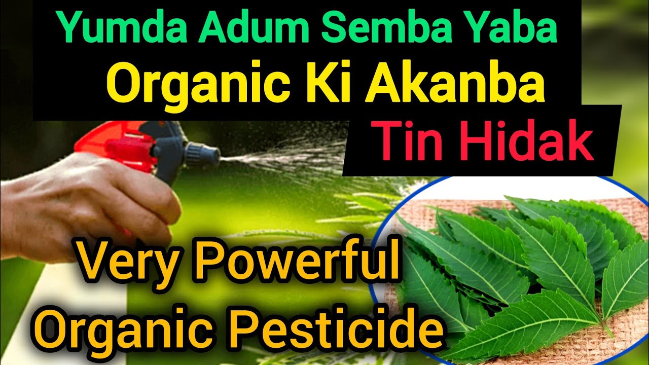 Yumda Semba Tin Hidak Oina Sijnnarasi||Home Gardening||Manipuri