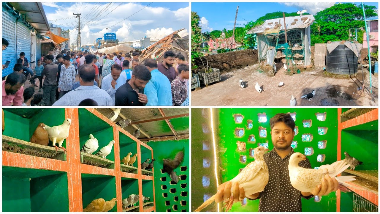 কবুতর কিনতে গিয়ে বিক্রি করে দিলাম তিনটি 🫤