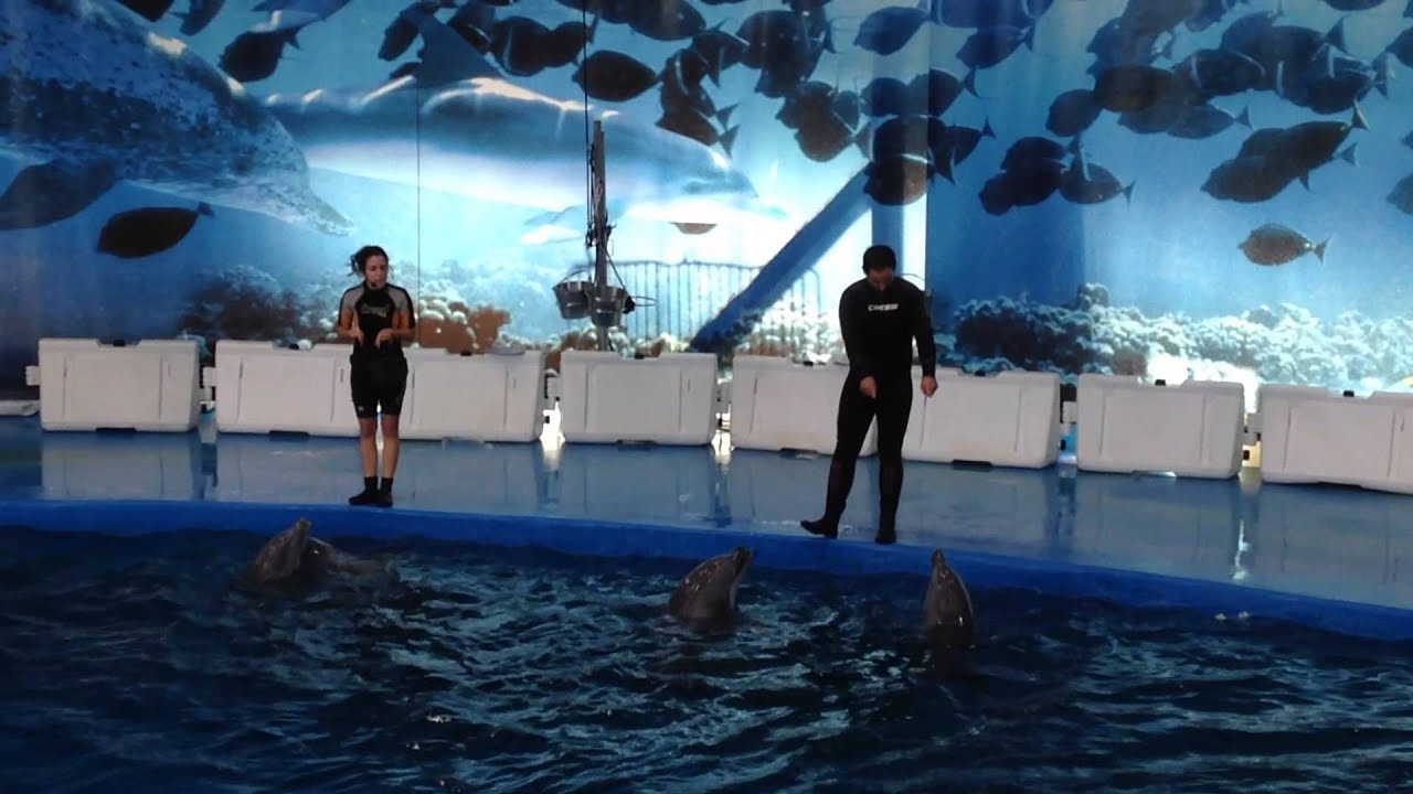 Barcelona Zoo Dolphin show part 1