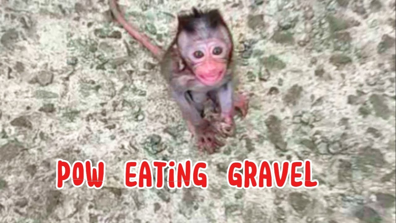 pow eating gravel