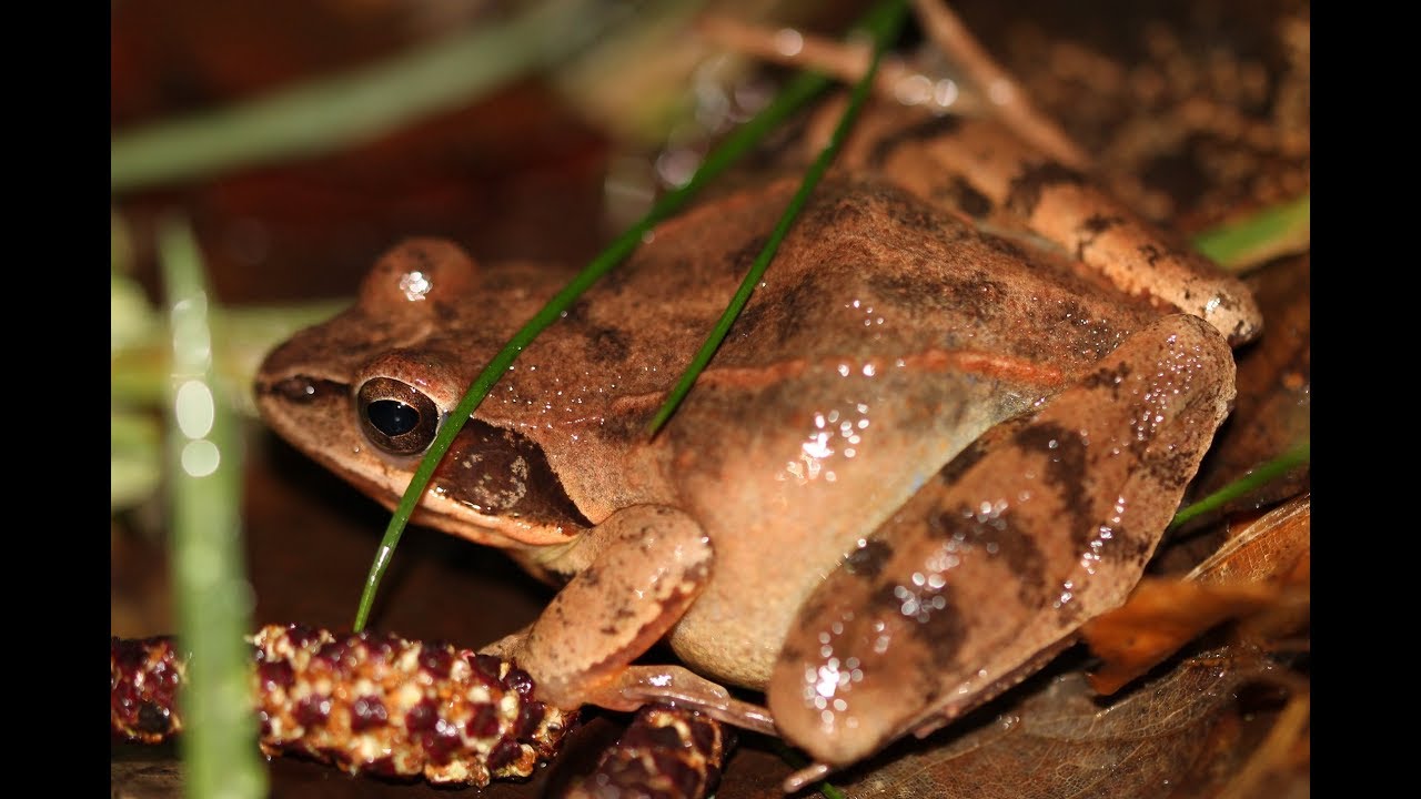 Schluck-, Kehl- und Hautatmung bei Amphibien