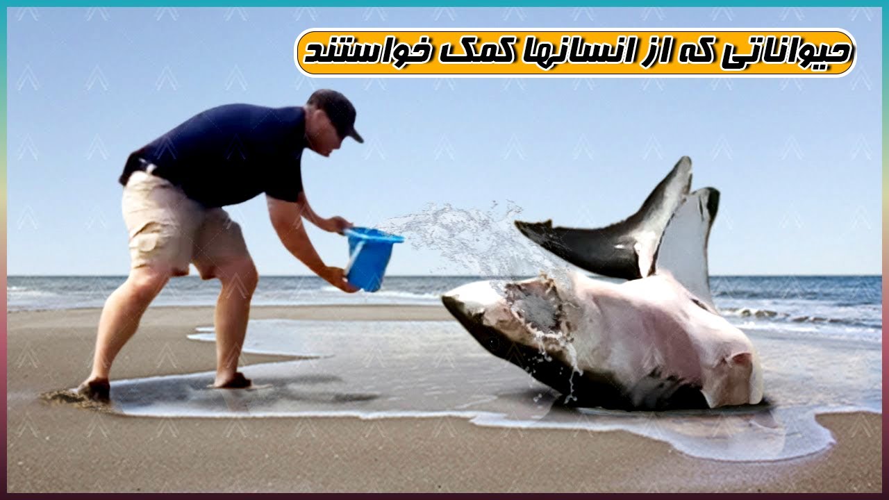 حیواناتی که از انسان ها کمک خواستند:نجات حیوانات