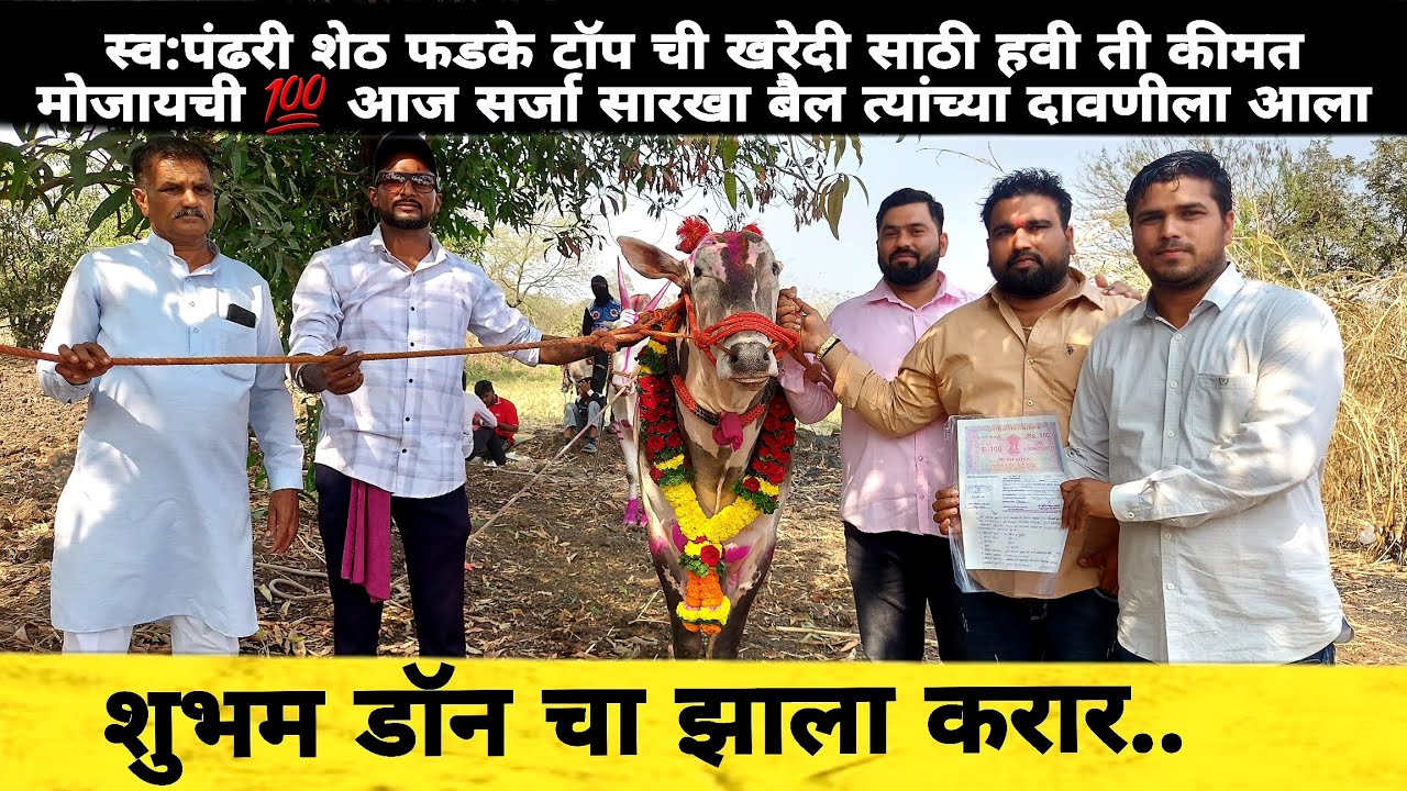 स्व:पंढरी शेठ फडके टॉप ची खरेदी साठी हवी ती कीमत मोजायची 💯 आज सर्जा सारखा बैल त्यांच्या दावणीला आला 