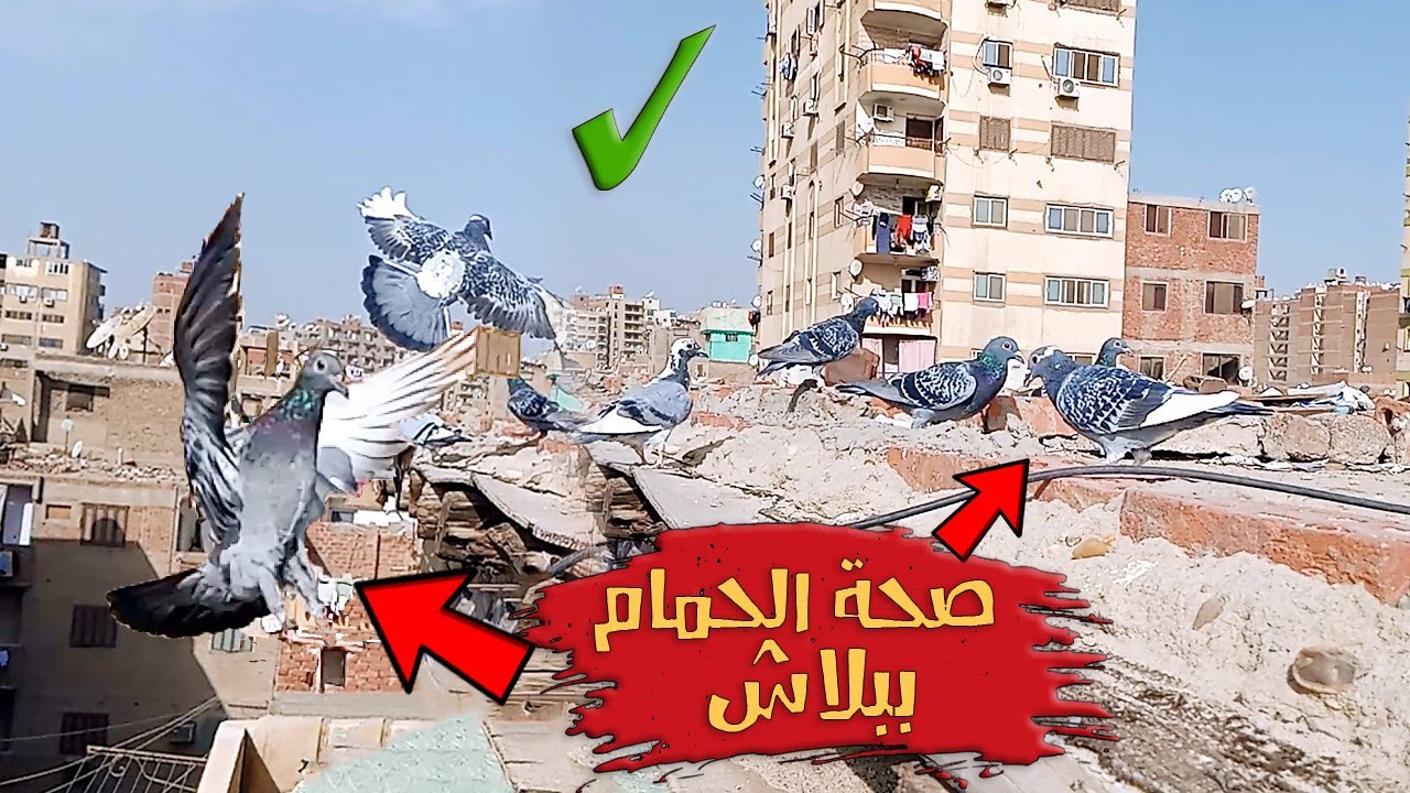 خرج الرطوبة من حمامك واعطيه صحة ببلاش - رعاية الحمام واسراره