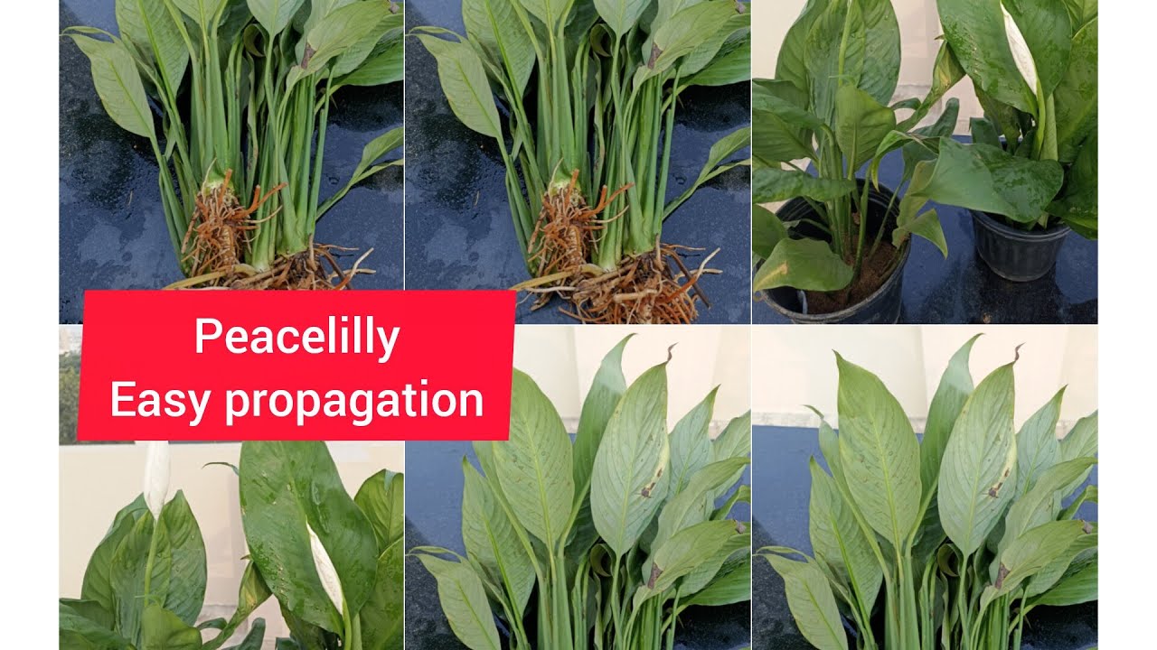 How to propagate Peace lily & It's Care