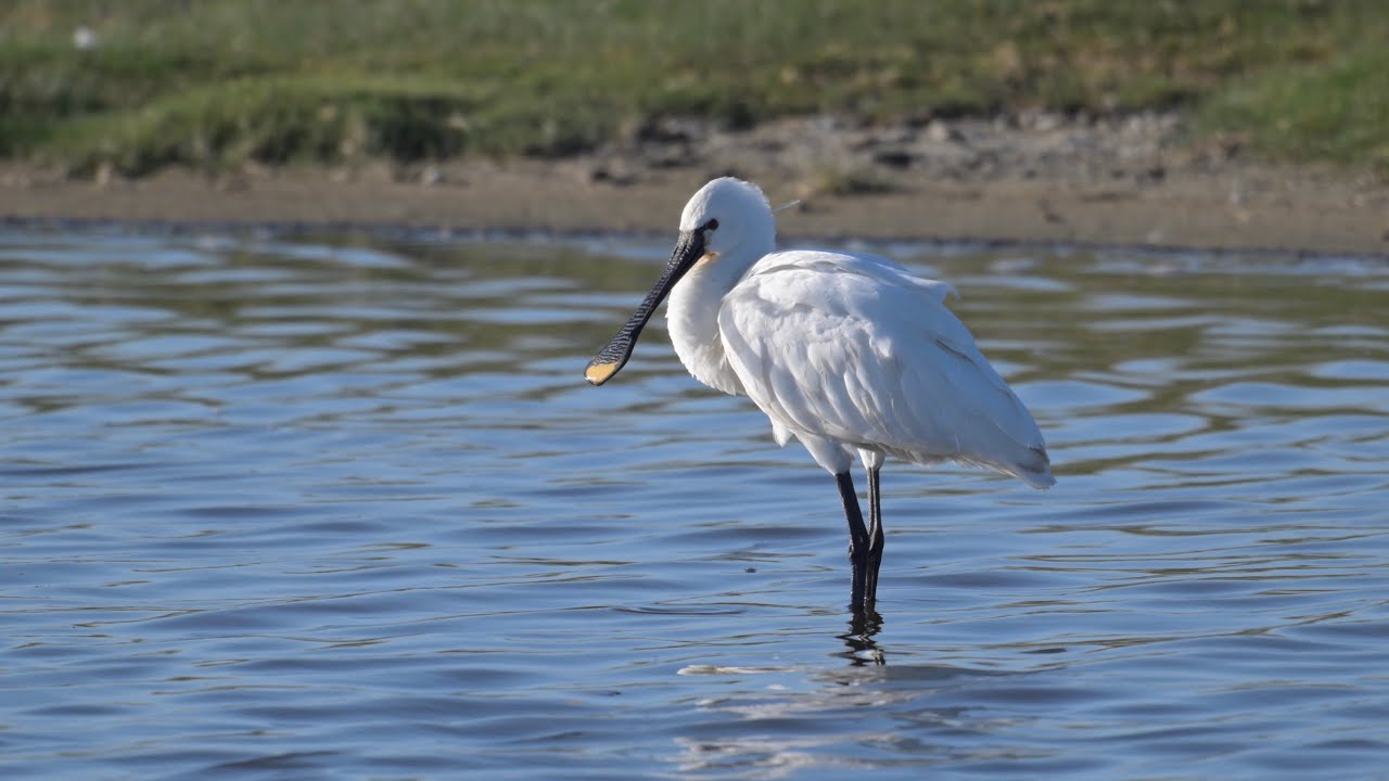 Löffler und weitere Zugvögel am Wattenmeer - Spoonbills and other migrating birds on the Wadden Sea