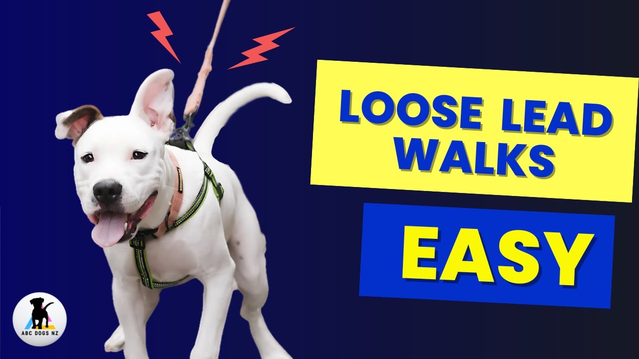 Easiest Loose Lead Walking Technique EVER. ✅