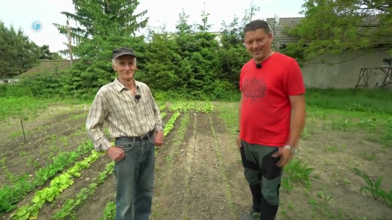 Ako vysiať petržlen (NOVÁ ZÁHRADA)