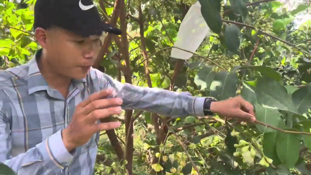 Mận hồng mst cách tuyển bông và vô bao như thế nào? Hỗ trợ kỹ thuật: 0779898893 Hữu