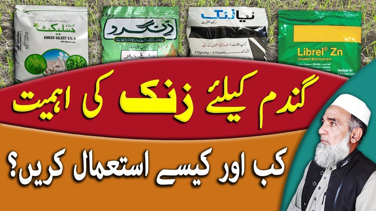 Use of Zinc in wheat crop and application details || Crop Reformer
