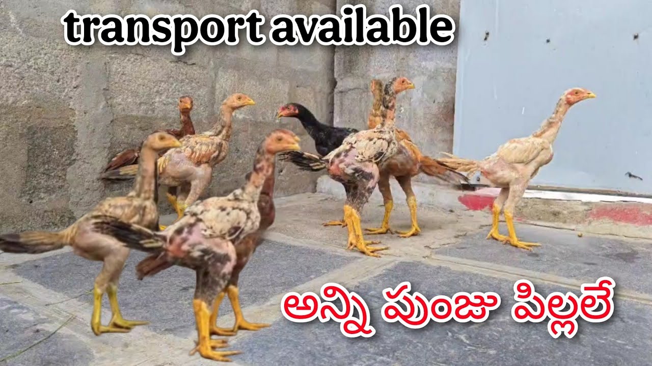 #KVR BREEDES#6303570468#bhimavaram chicks for sale#peru cross chicks#rich watam chicks#patta punju.