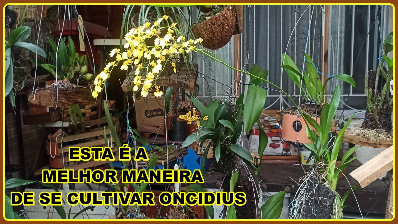 ESTA É A MELHOR MANEIRA DE SE CULTIVAR ONCIDIUNS E ORQUÍDEAS DE RAIZES FINAS