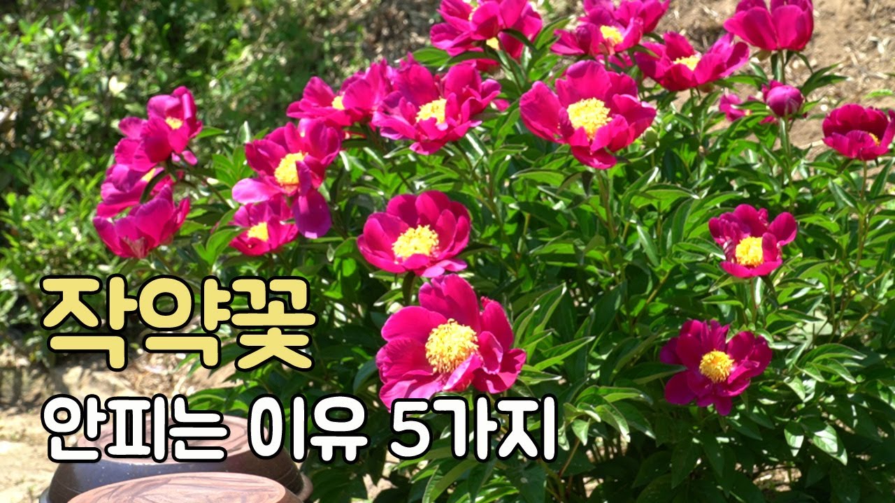 작약꽃 피지 않는 이유 5가지: 꽃 잘 피게 하는 방법(Peony Care Tips)