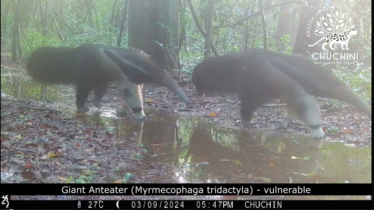2024 Camera Trap Amazon Wildlife Jungle Rainforest Bolivia - Chuchini Amazon Jungle Rainforest Tours