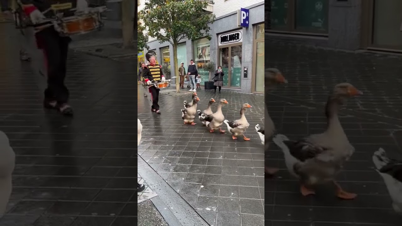 Goose Parade In The Netherlands