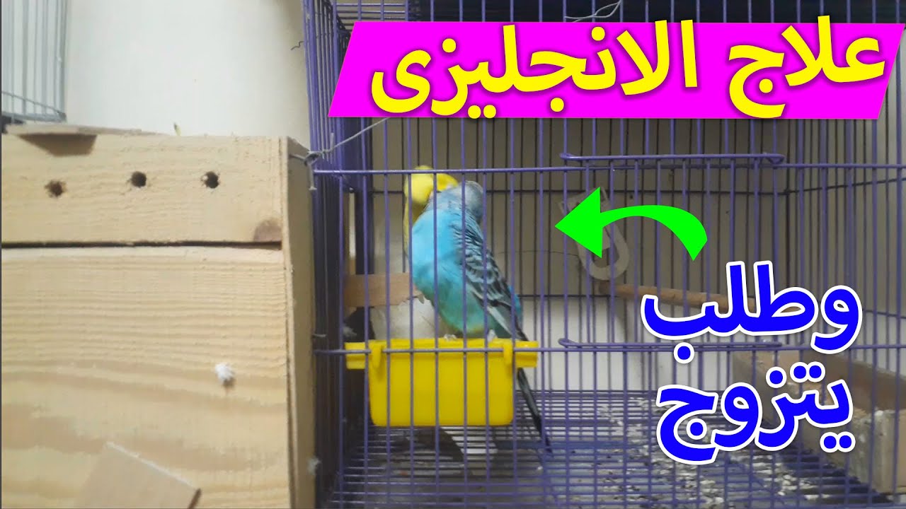 عالجت البادجى الانجليزى فى 3 ايام وطلب التزاوج على طول