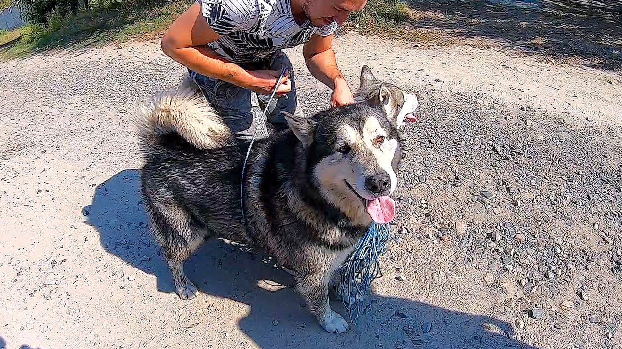ХАСКИ ПОТЕРЯЛСЯ! Лучшее Спасение Собаки