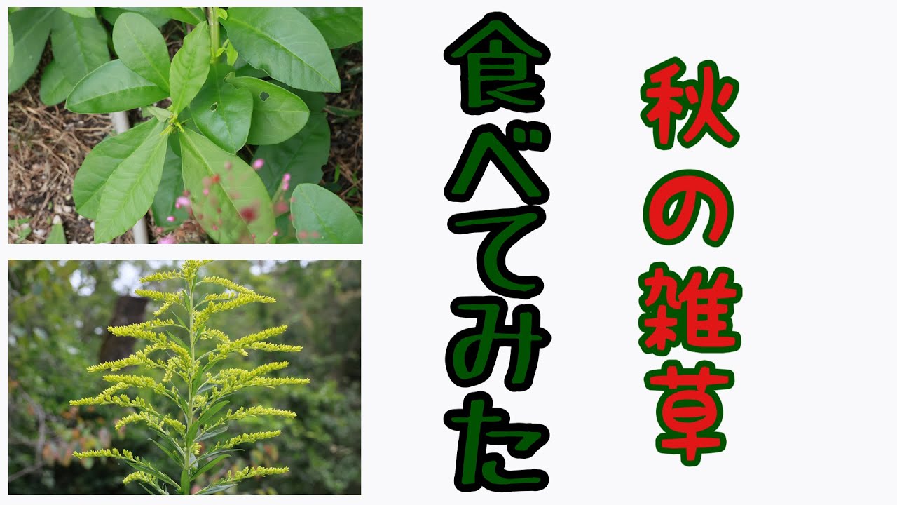 秋の雑草を味わう
