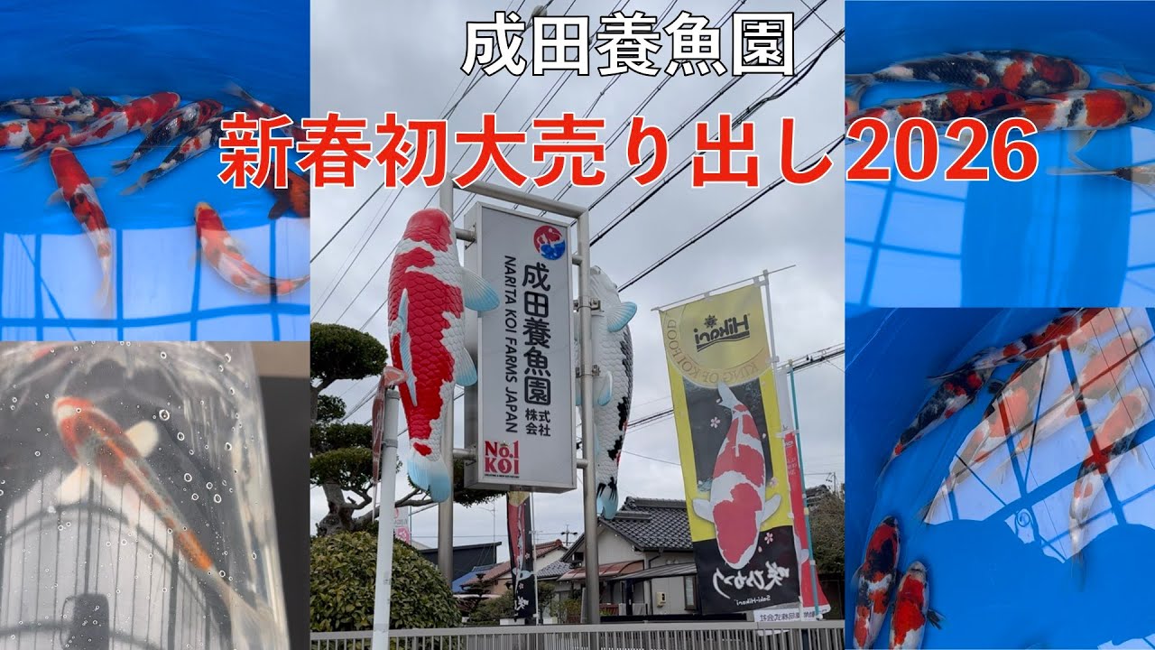 成田養魚園　新春初大売り出し2026に行ったら凄すぎた！！！