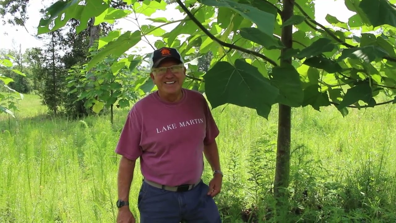 Introduction to Paulownia Trees Alexander Farms
