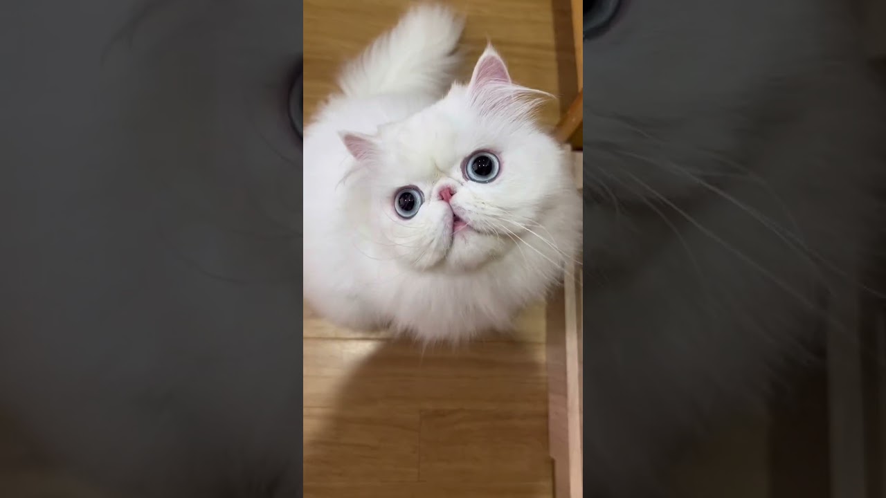 Persia Flatnose memang menggemaskan 